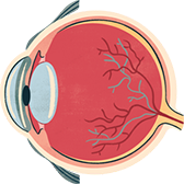 Improve Eye’s Blood Circulation